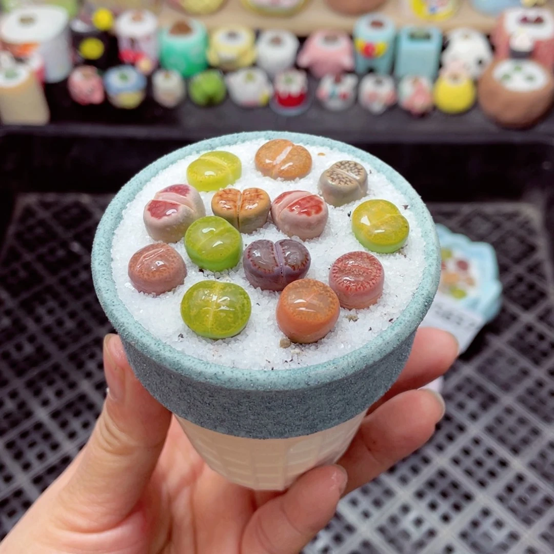 w5659 带盆土发货 -零下地区拍保温箱