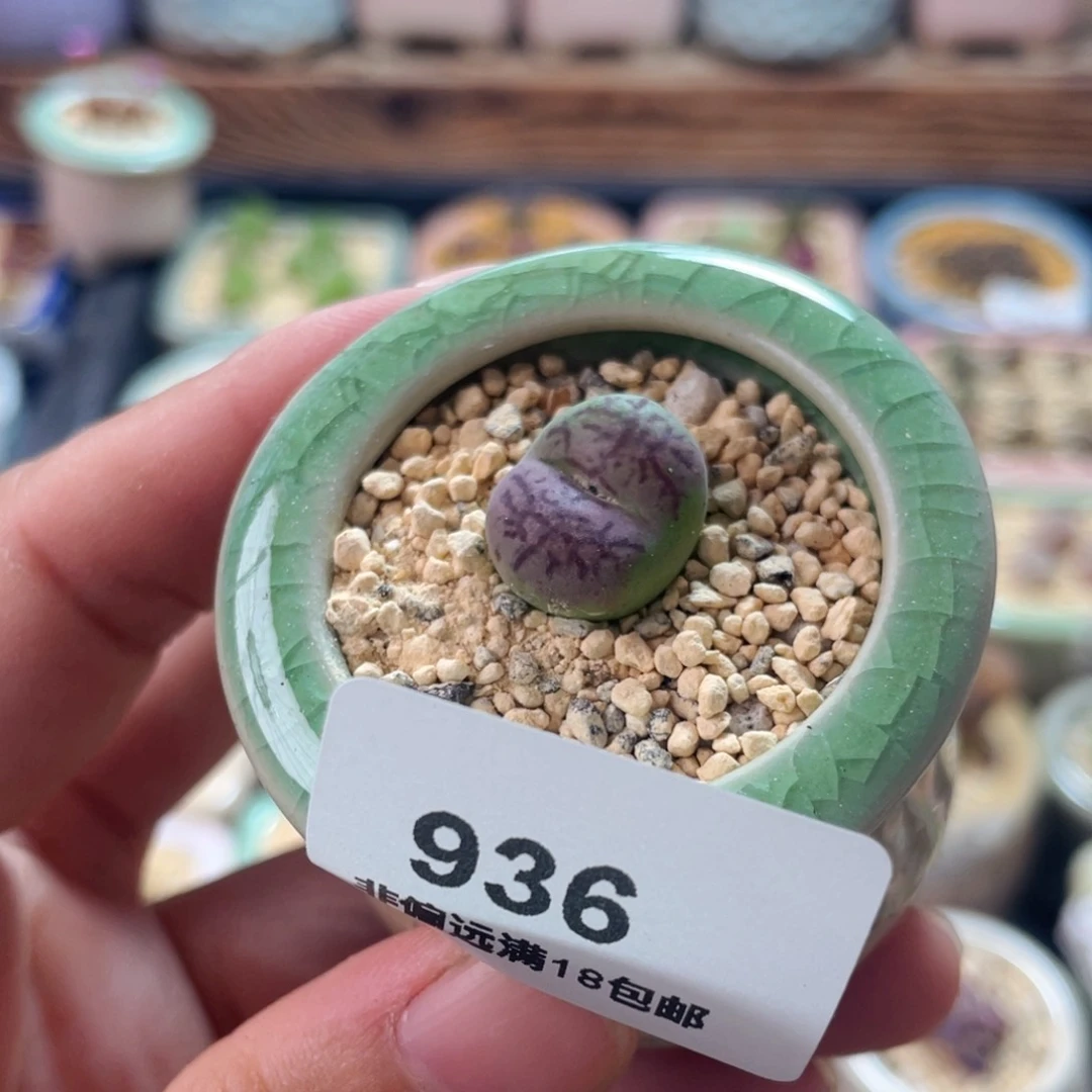 无花朵936/-一物一拍 带盆  水蜜桃墨杂