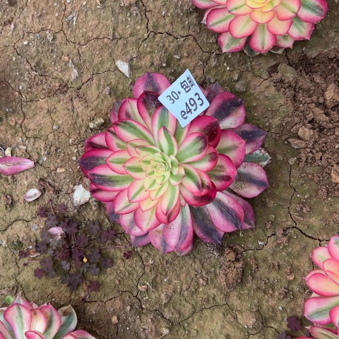 493倾城多肉法师