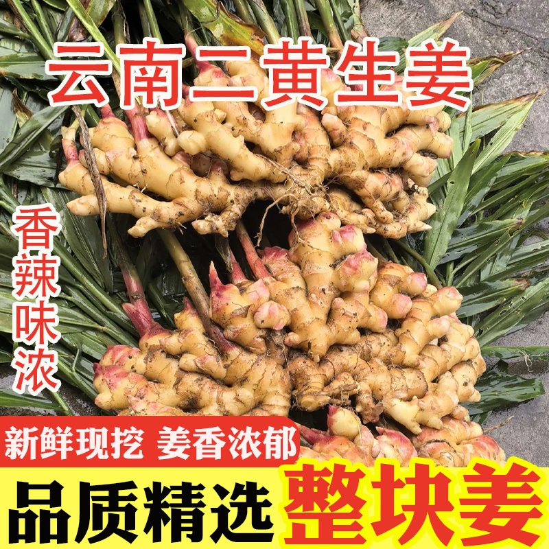 正宗云南二黄生姜新鲜现挖生姜香辣十足炒菜调味高山种植产地直发