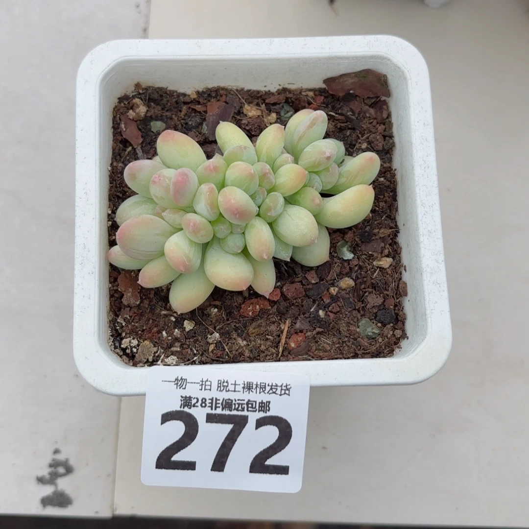 三日月美人无盆土发货