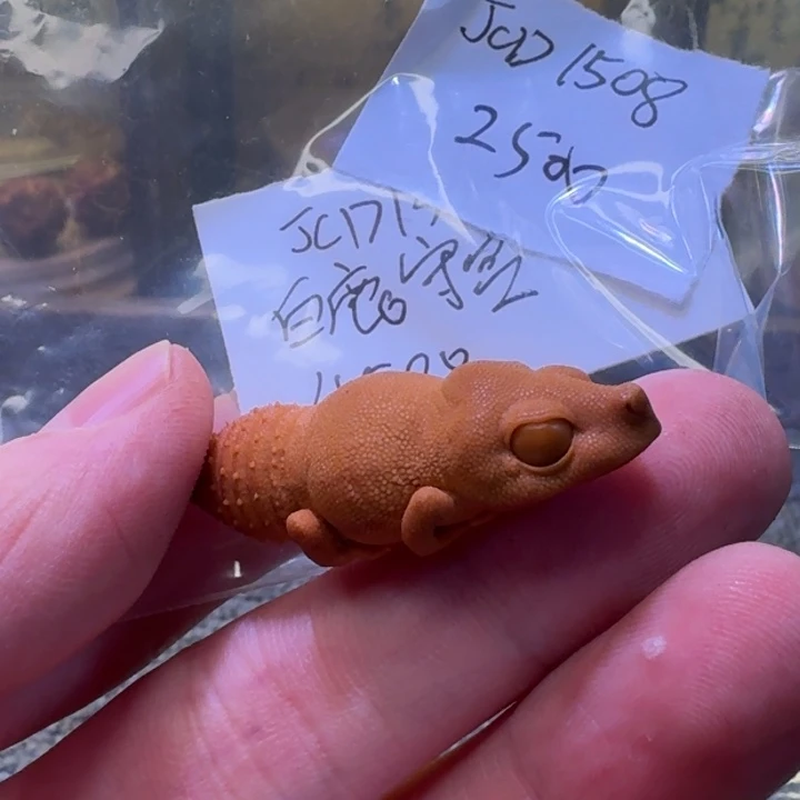 श***a吊坠橄榄核啦啦啦啦