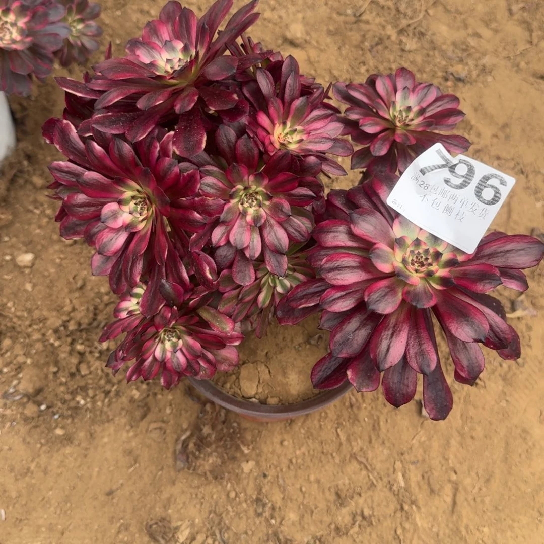 浅**溪796号美姬清棚不包损