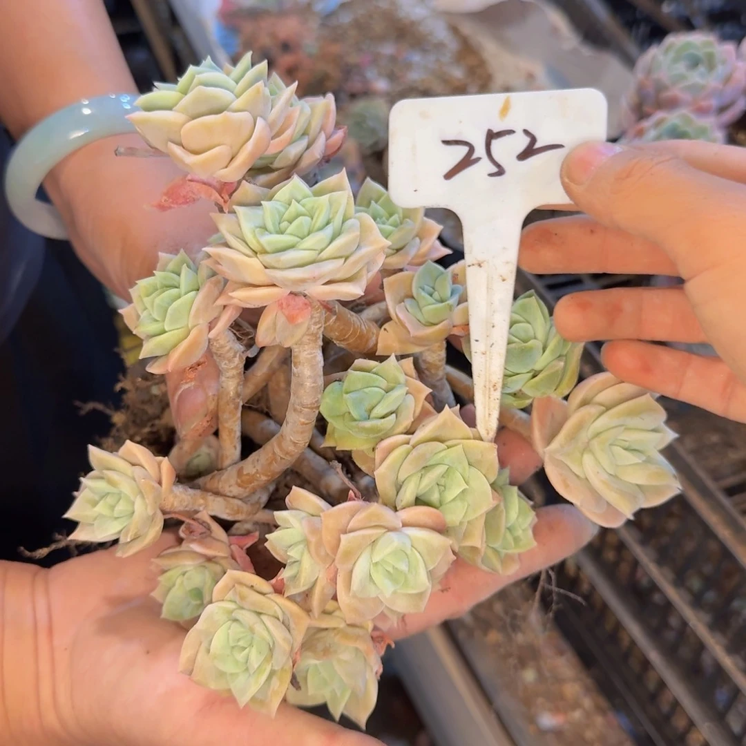 多肉植物的生长发育和