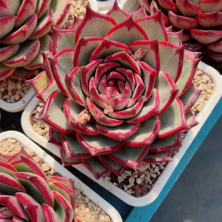 精品多肉植物老桩