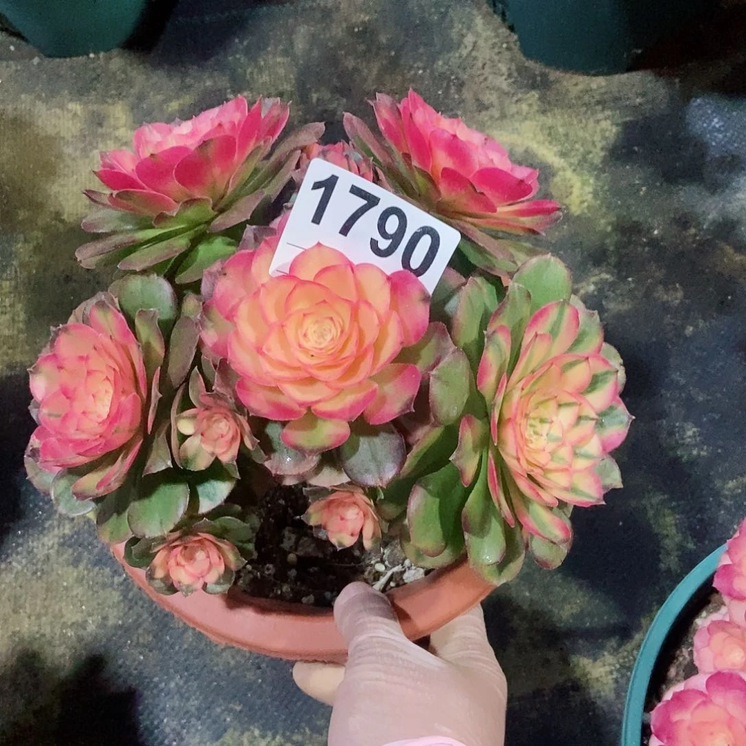 红陶抖*抖1790荔枝4冠服15.6