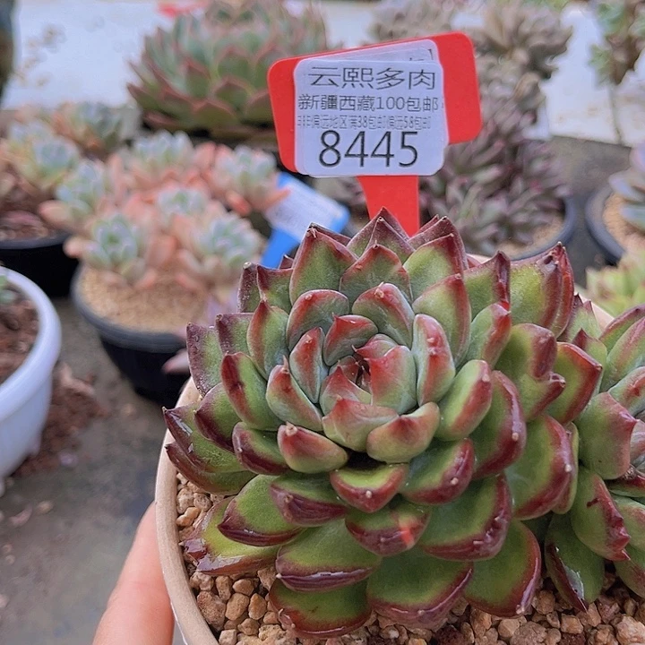 8445魔月。