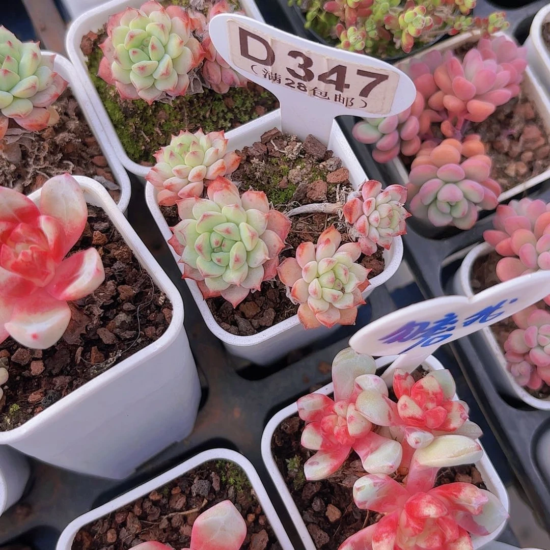 z*D347樱花一物一拍