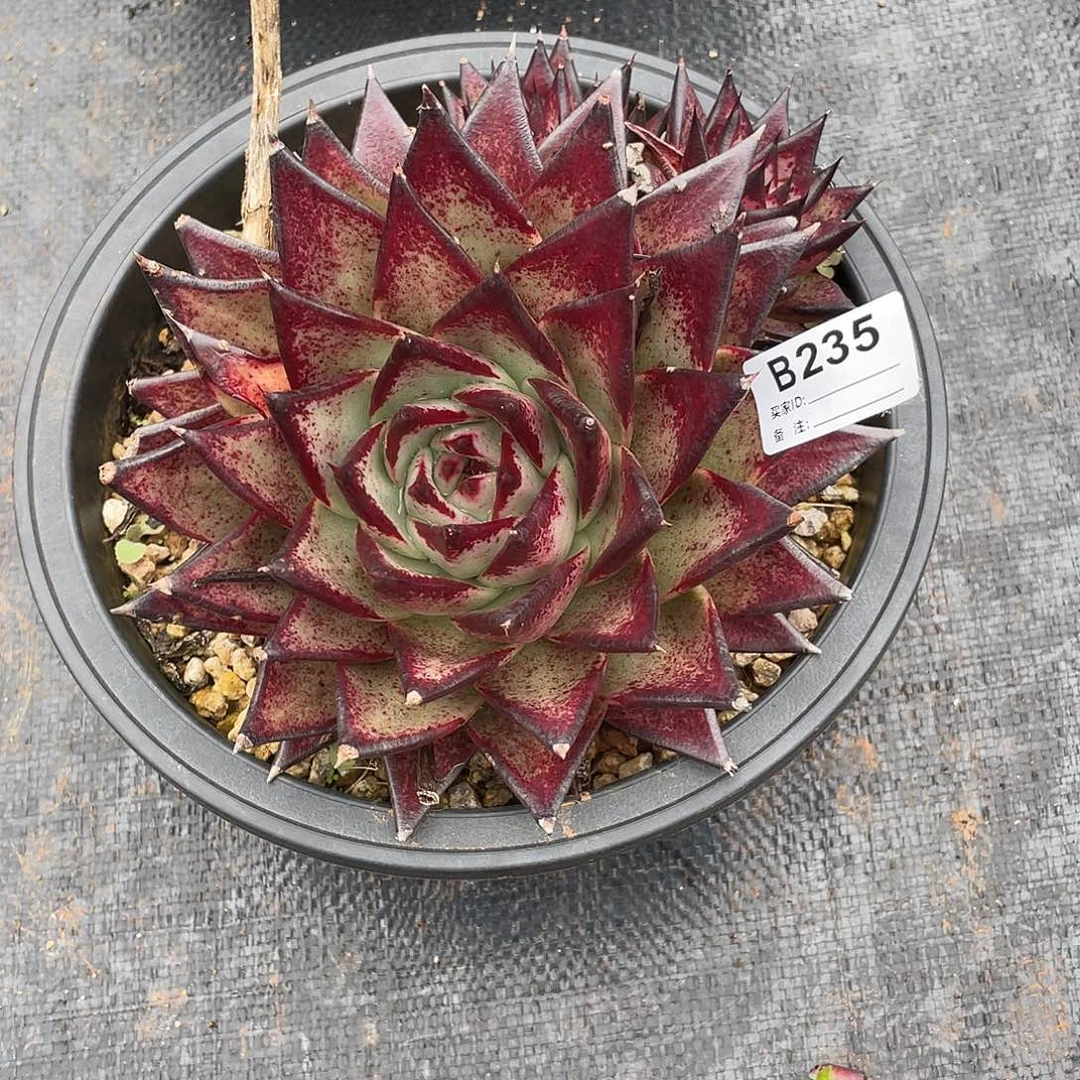 若如东云单拍B235