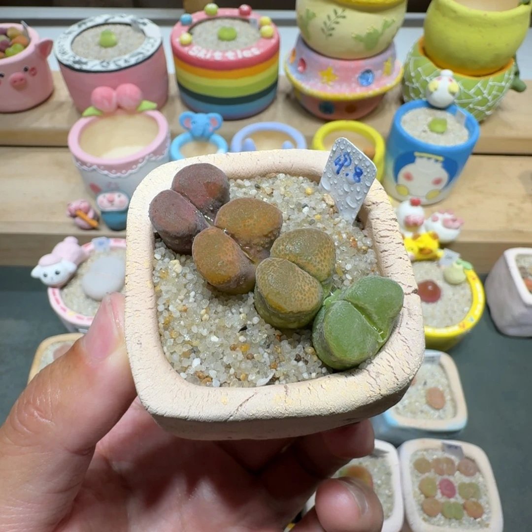 蘑菇336风铃日系