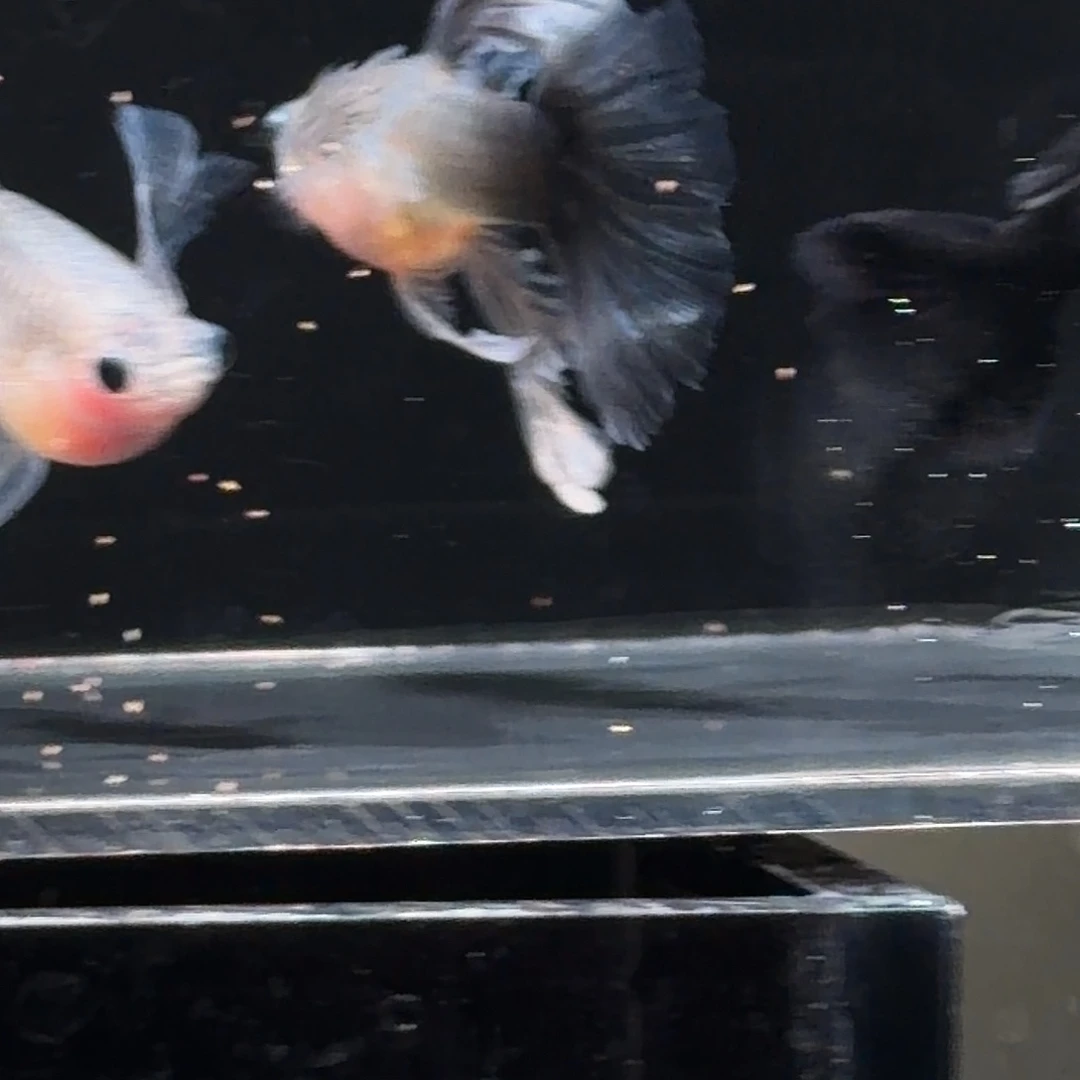 孔雀鱼蓝礼服秀球一公2母