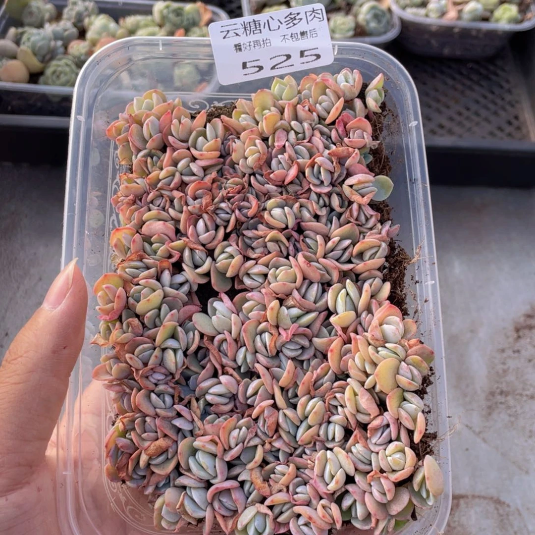 云糖心多肉植物525