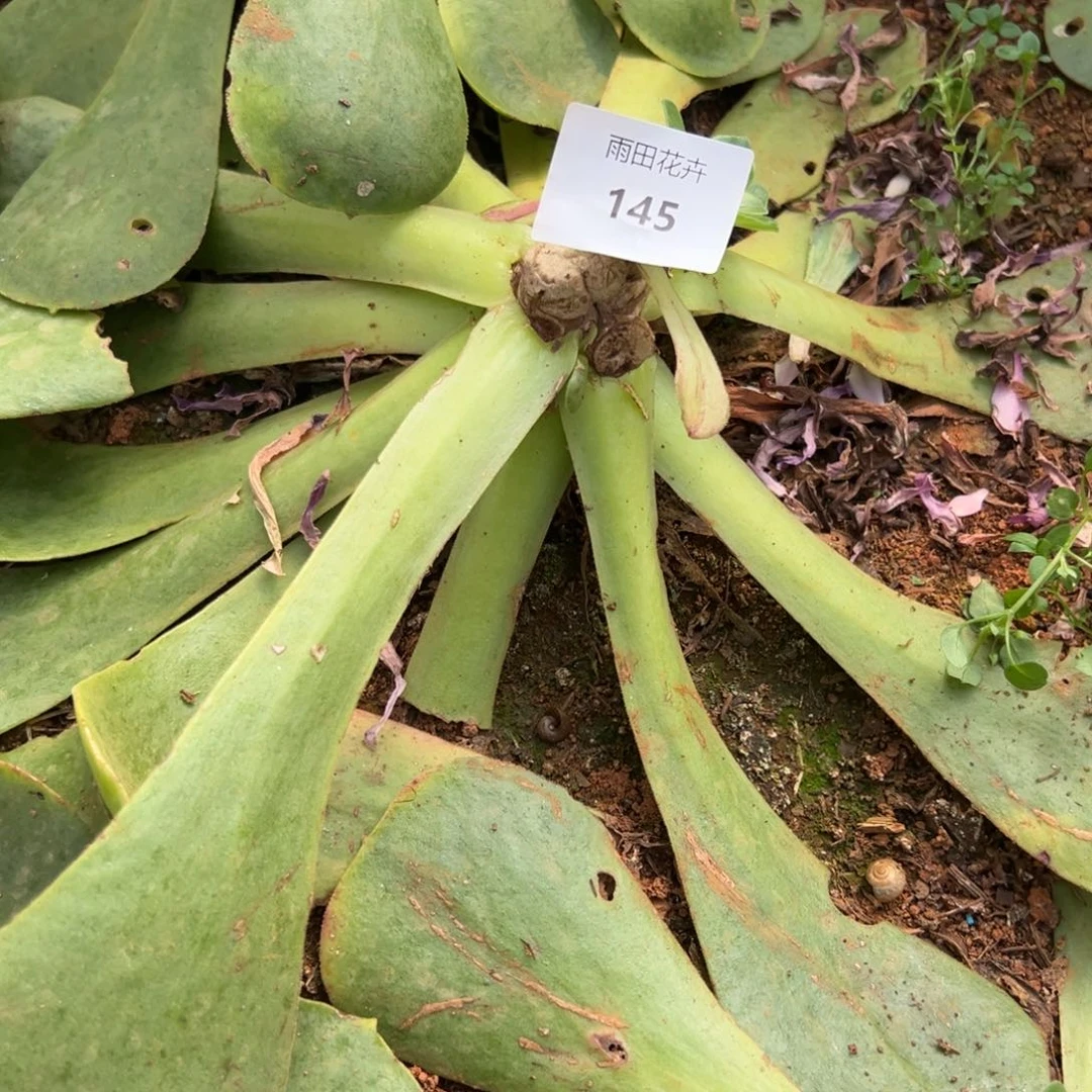 精品多肉植物145