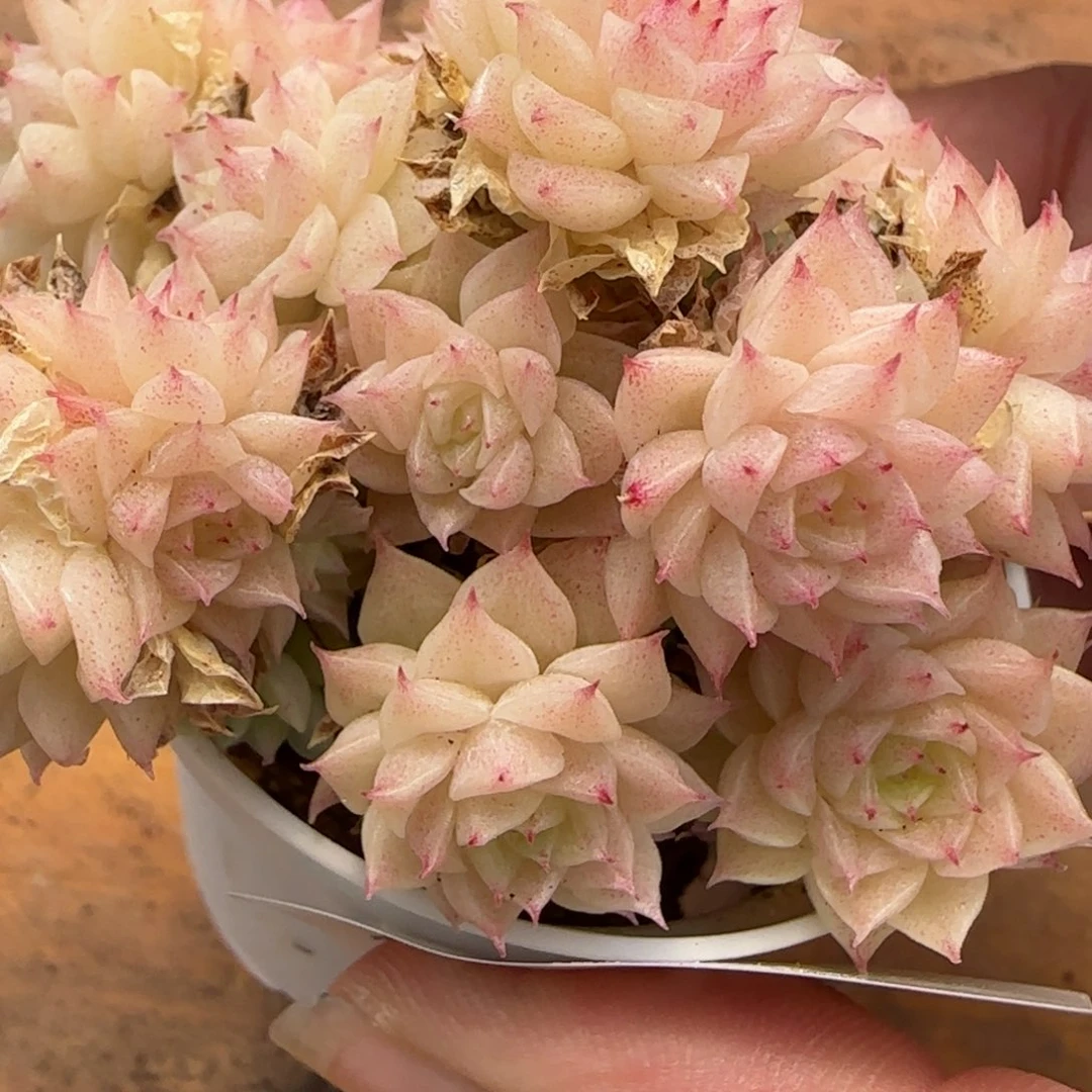 花语逸境0223-256散