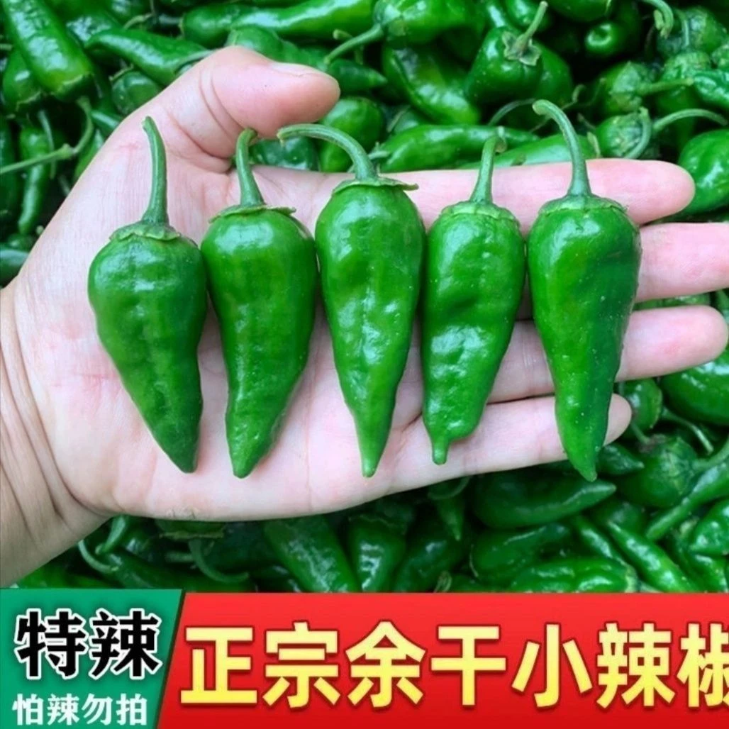 【正宗】特辣余干小辣椒爆辣土辣椒薄皮辣椒新鲜采摘余干辣椒