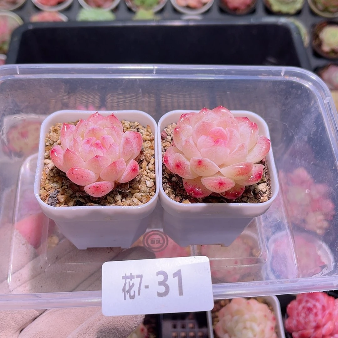 花利美7-31白桃汽水➕明月心