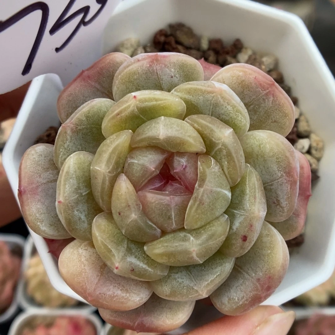 白色恋人可拍735号。