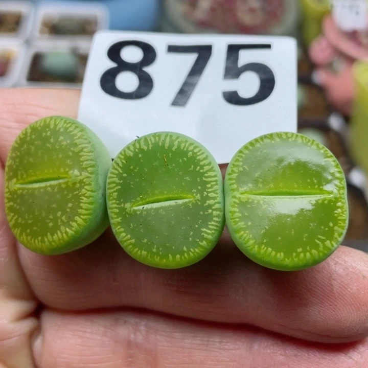 875绿光阳三颗母本