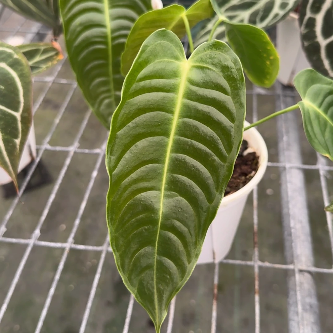 不开花植物火鹤王