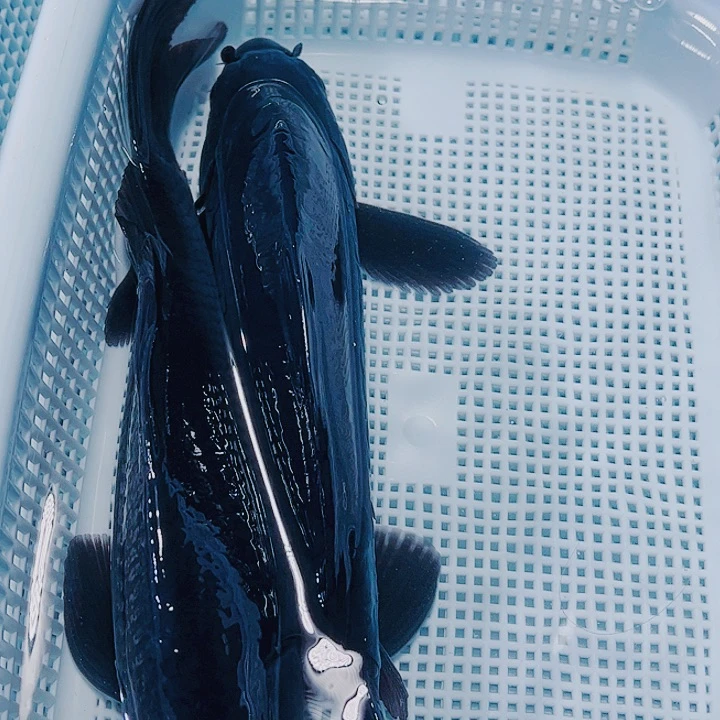海水鱼锦鲤观赏鱼2