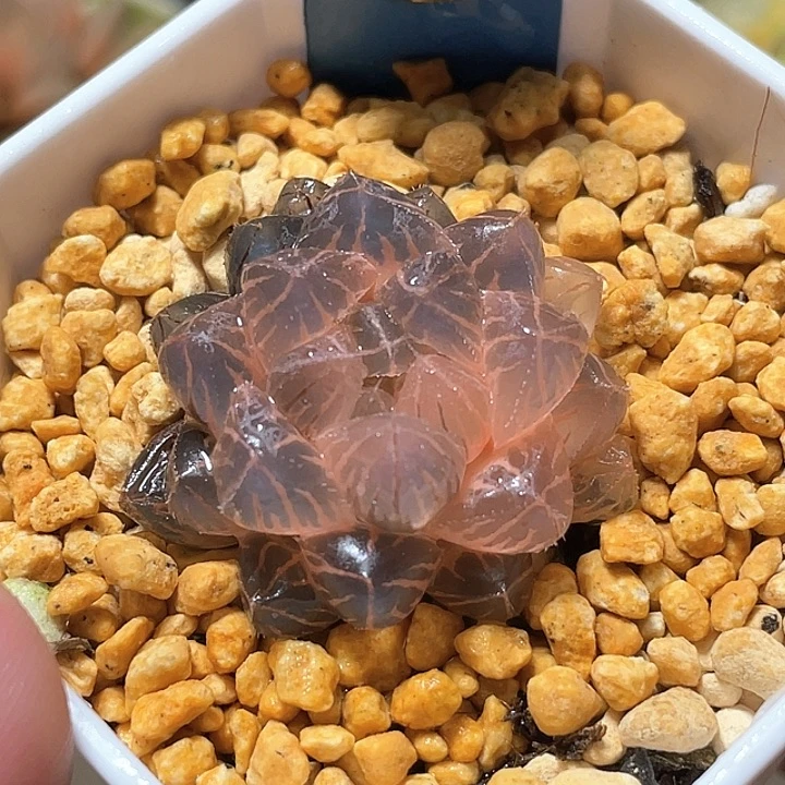 578糊斑绯桃锦特选福利