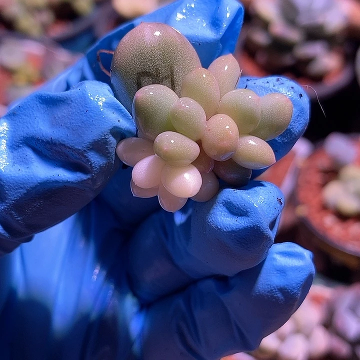 瓷白蛋黄奶酪锦多肉植物