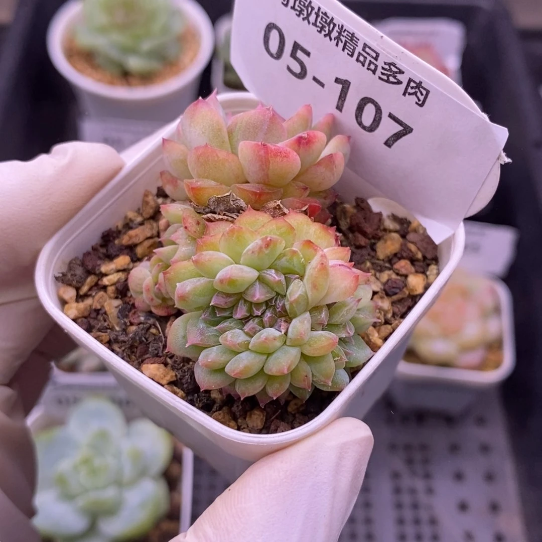 【闪购商品】05-107