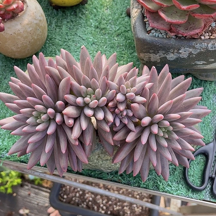 羽毛体虞美人25106多肉植物