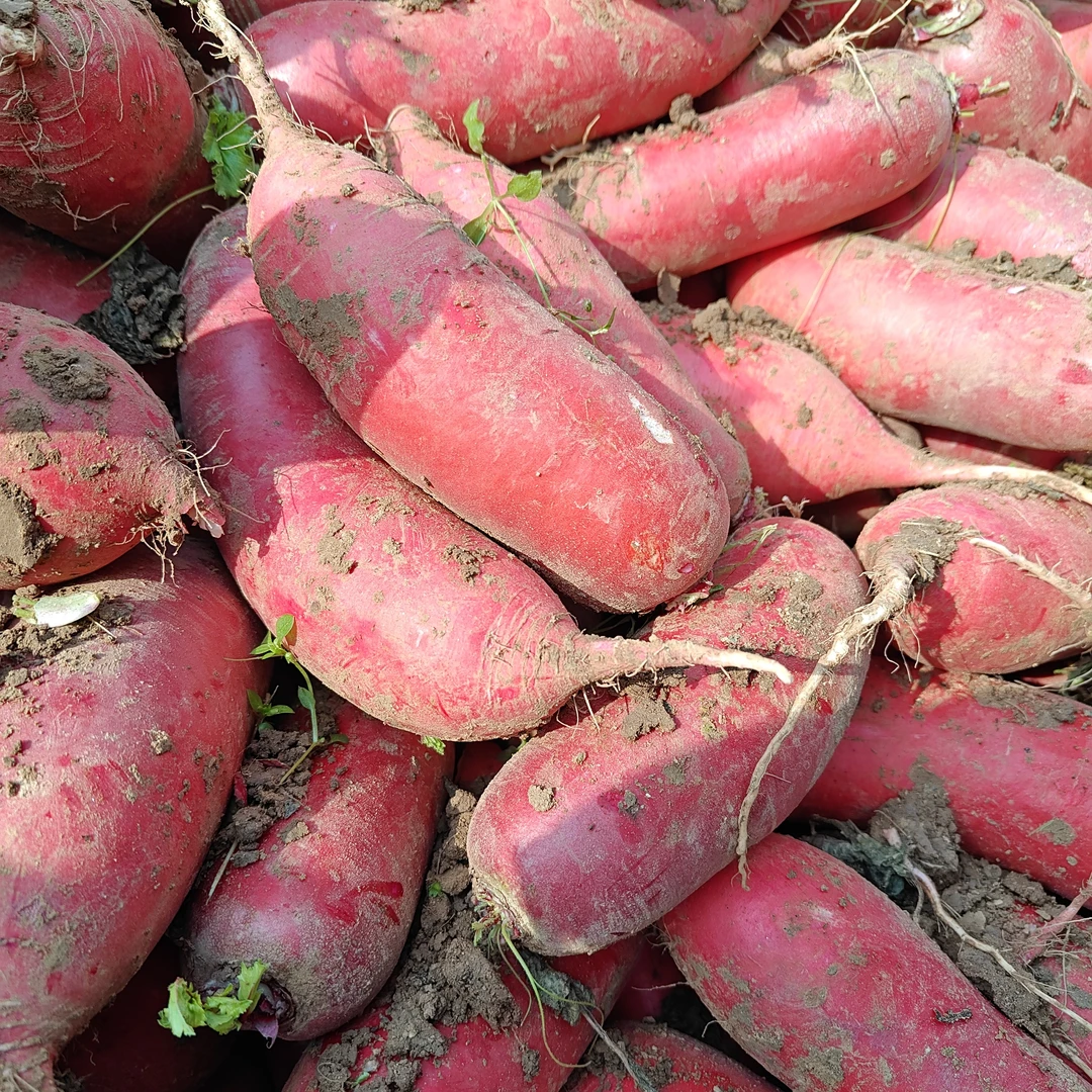 【六哥仓库发货】农家红皮白心萝卜甜脆可口炒菜炖汤泡菜新鲜蔬菜
