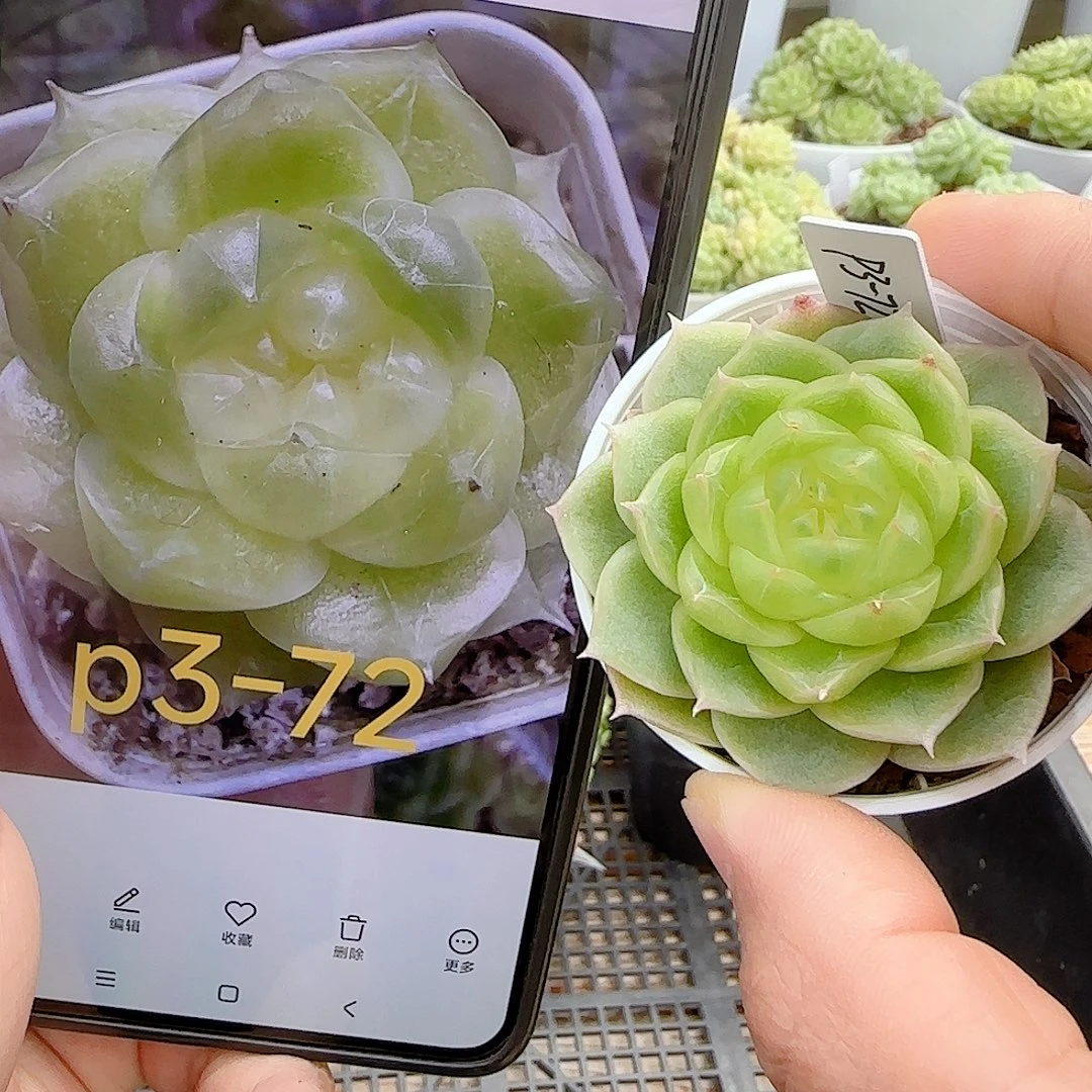 【闪购商品】0924-10（p3-72）