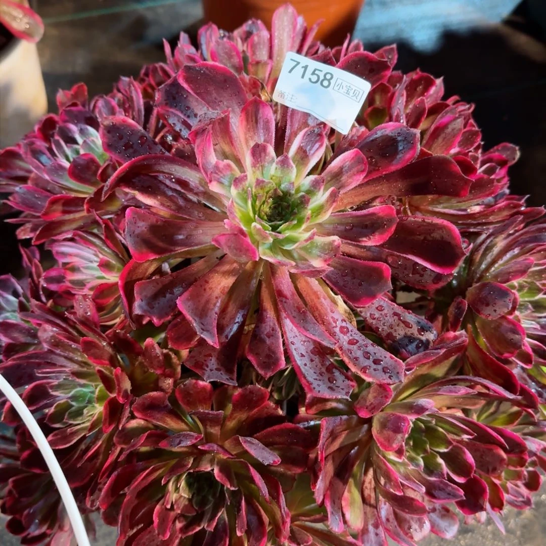 7158多肉紫嫣多肉多肉