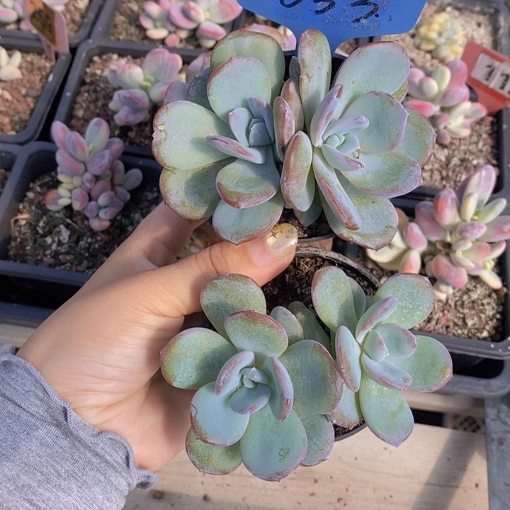 633号韩版奶茶两颗