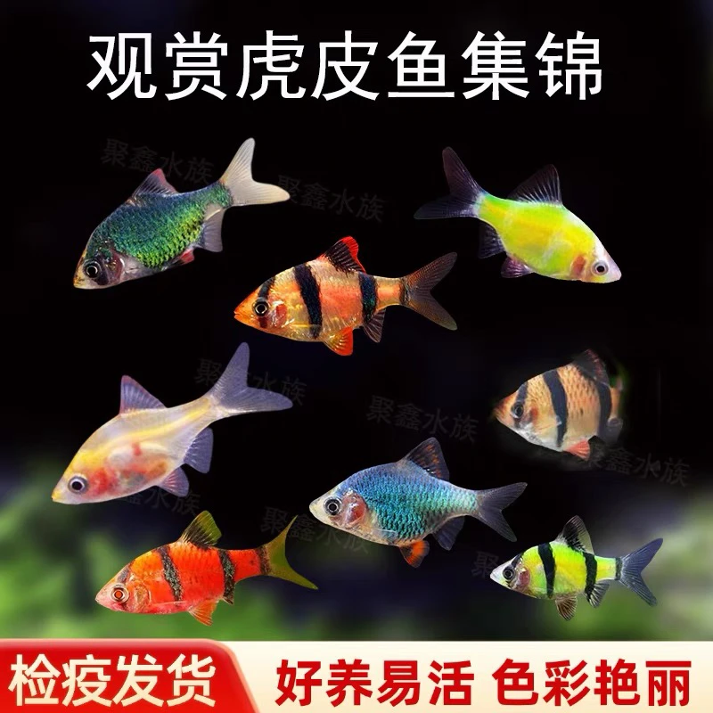 虎皮鱼荧光绿虎皮金虎皮绿虎皮热带观赏鱼淡水小型活体群游宠物鱼