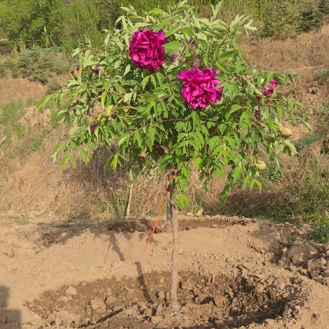 甘肃原生紫斑牡丹，既可盆栽也可地栽，，紫斑牡丹花大，色艳。