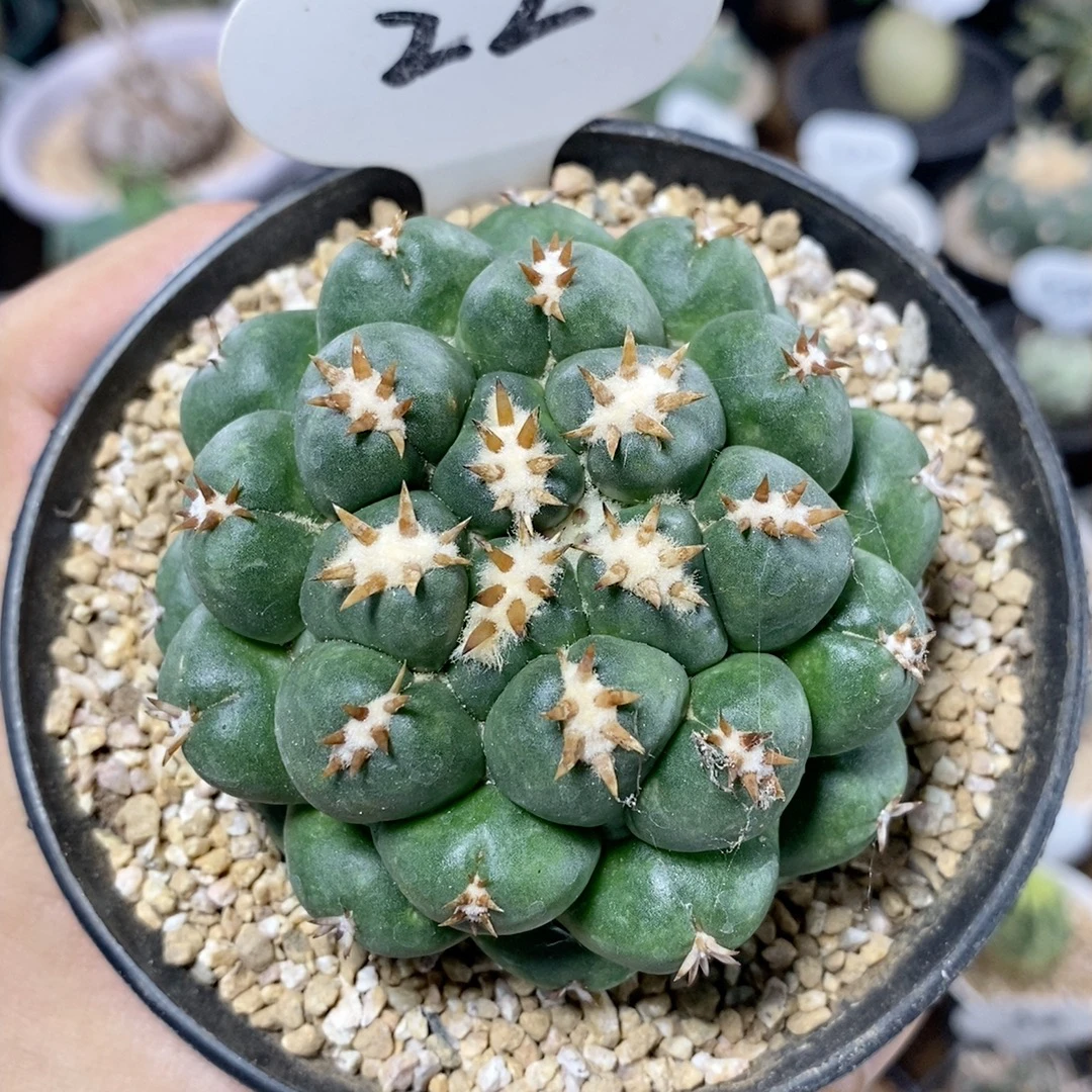 22号短豪刺象牙7cm