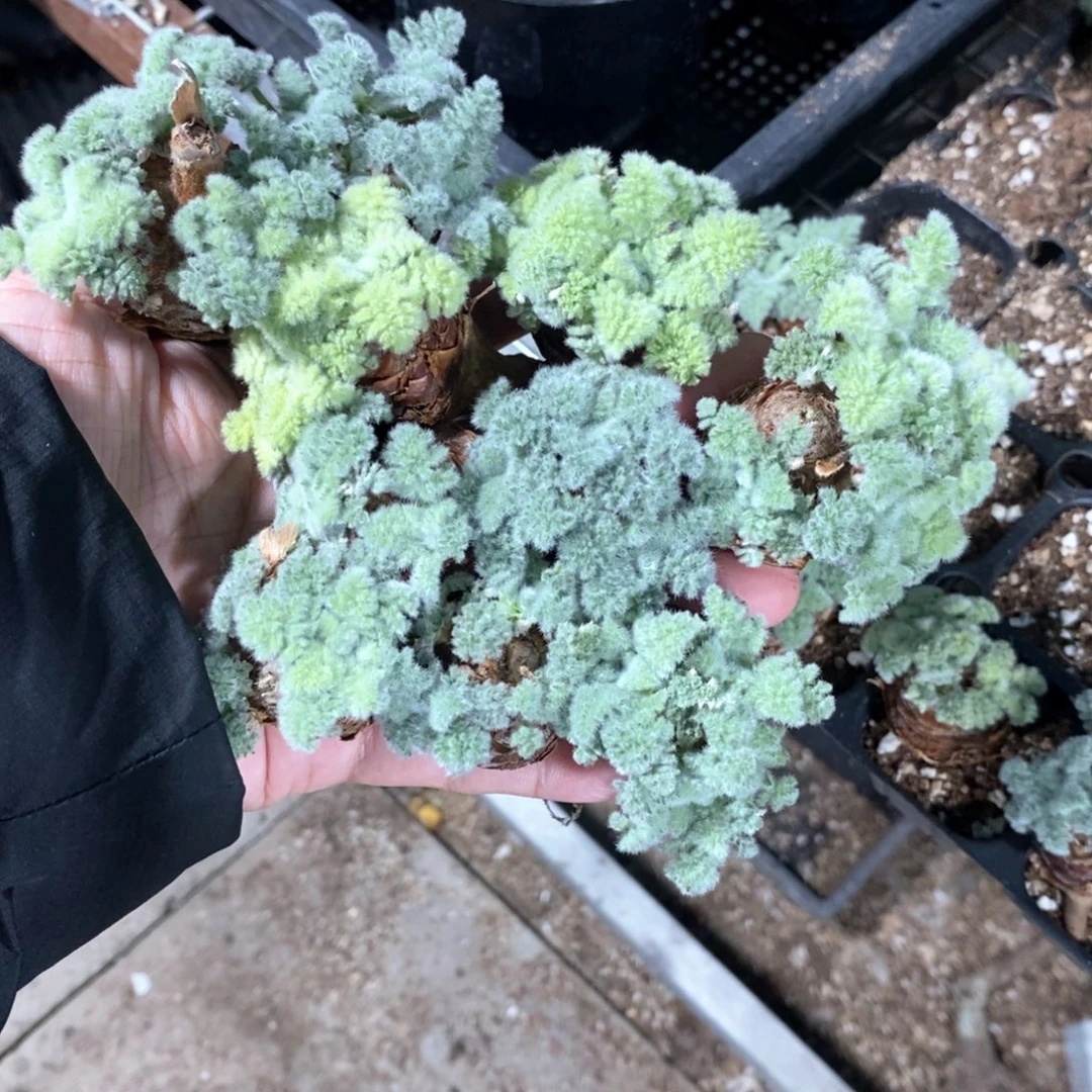 羽叶杨奎十颗多肉植物