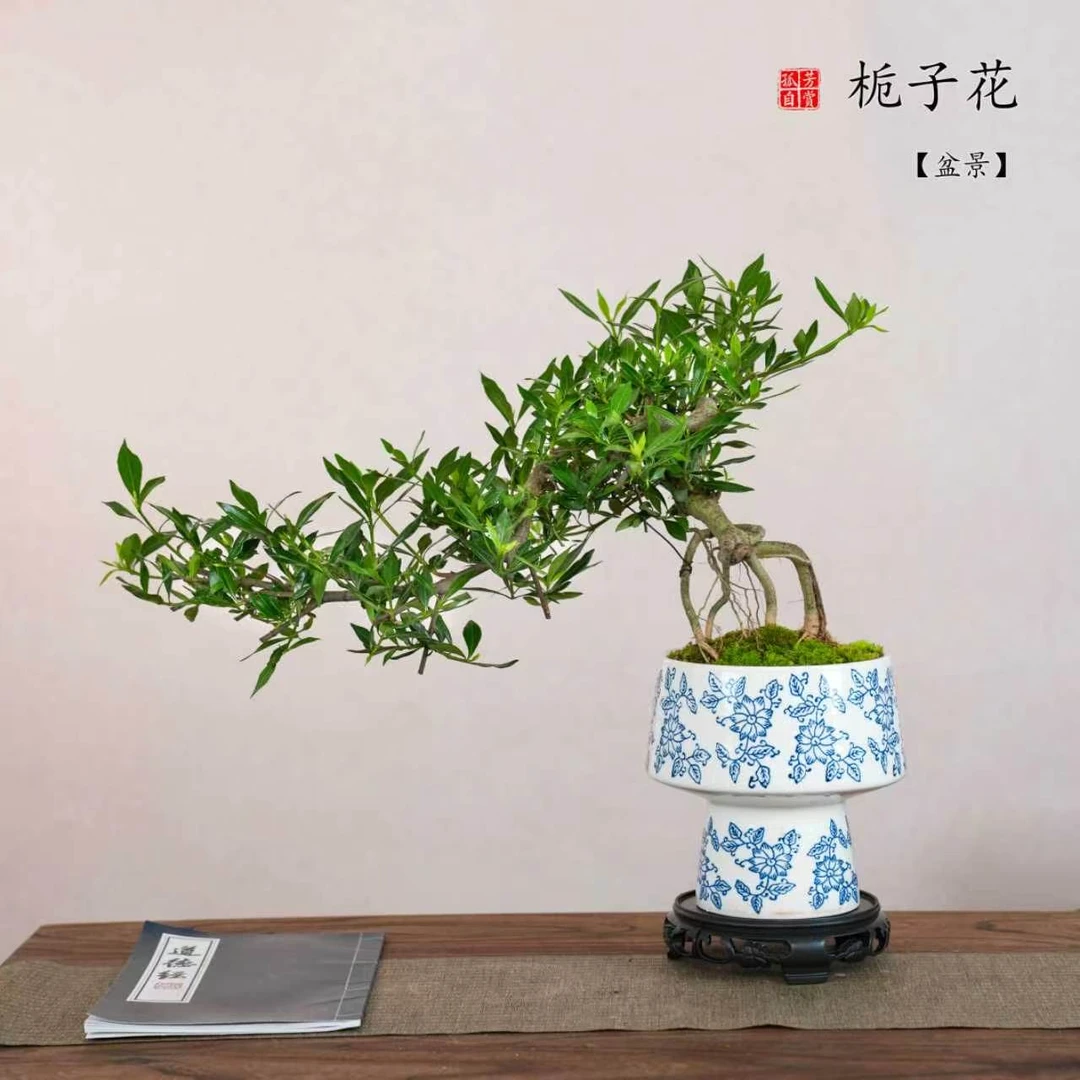 悬崖飘枝栀子花大青花瓷盆室内绿植桌面造型盆景盆栽观花植物