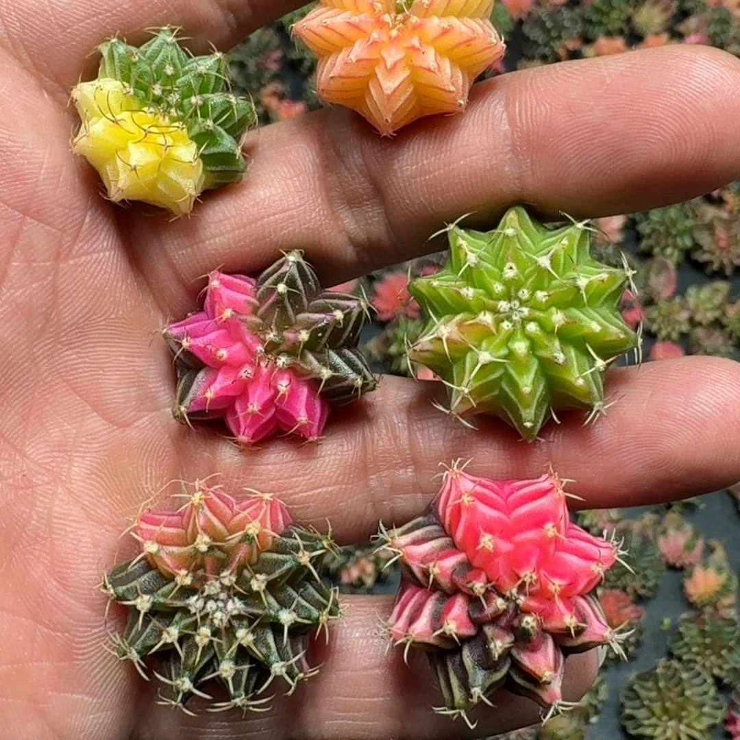 米哈实生自然锦泰国进口55