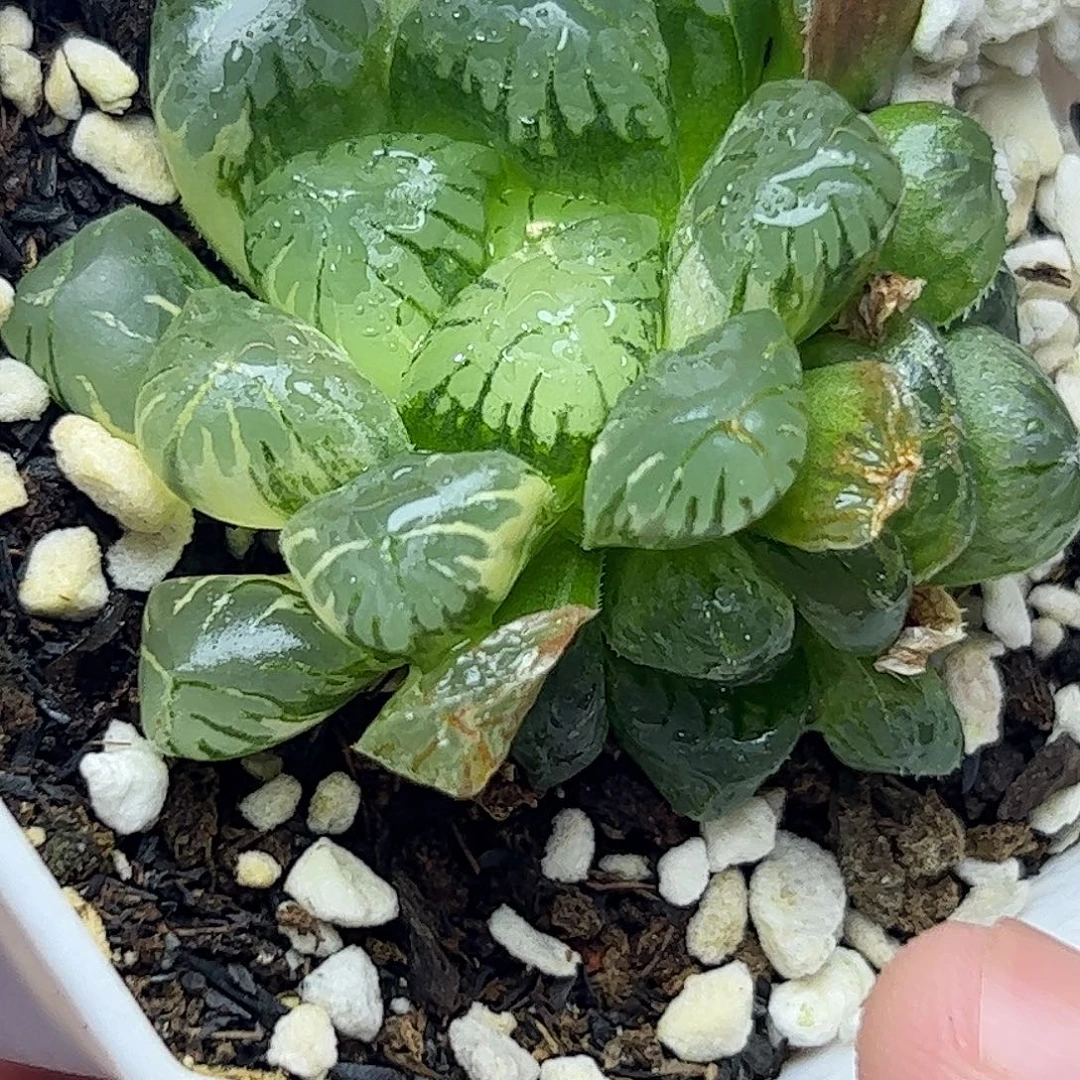 实生玉露锦十二卷多肉