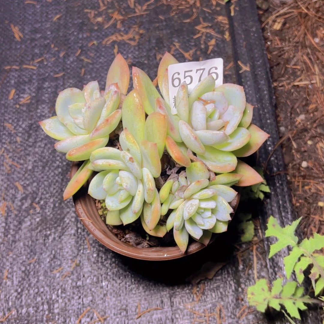****小凤城6576多肉植物