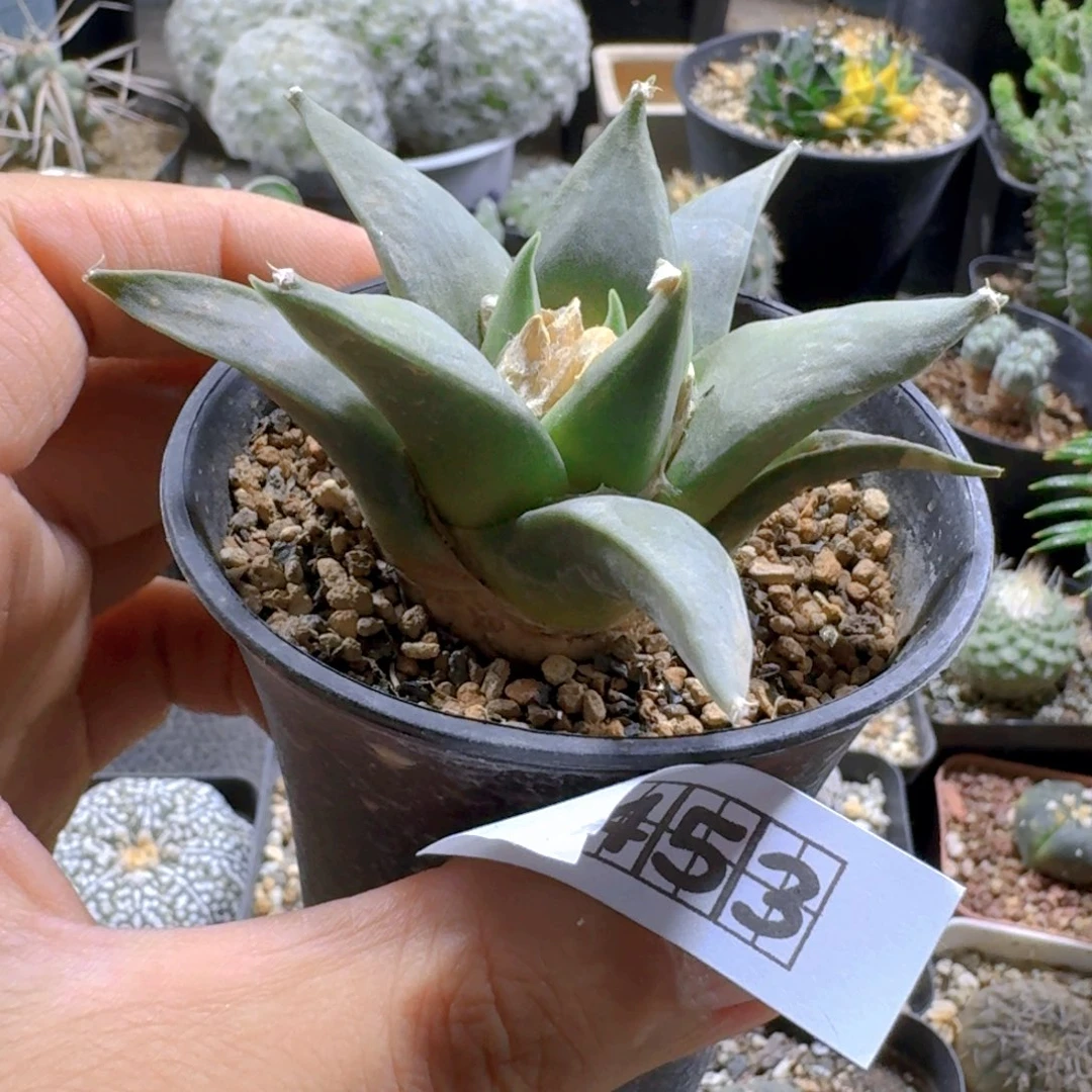 一***布453岩牡丹带盆发货实生
