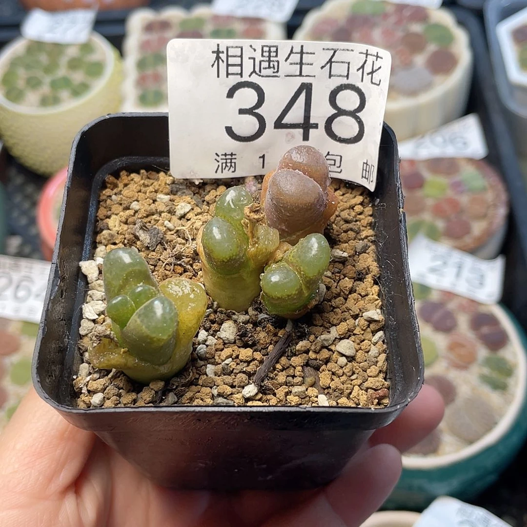 相遇开播福利348