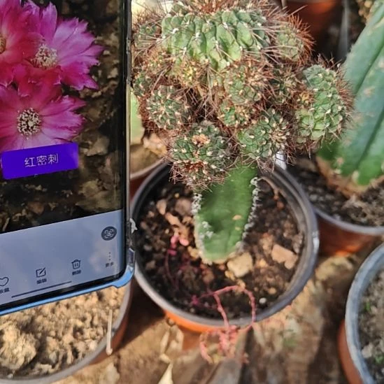 宝山红密刺群头微瑕嫁接752