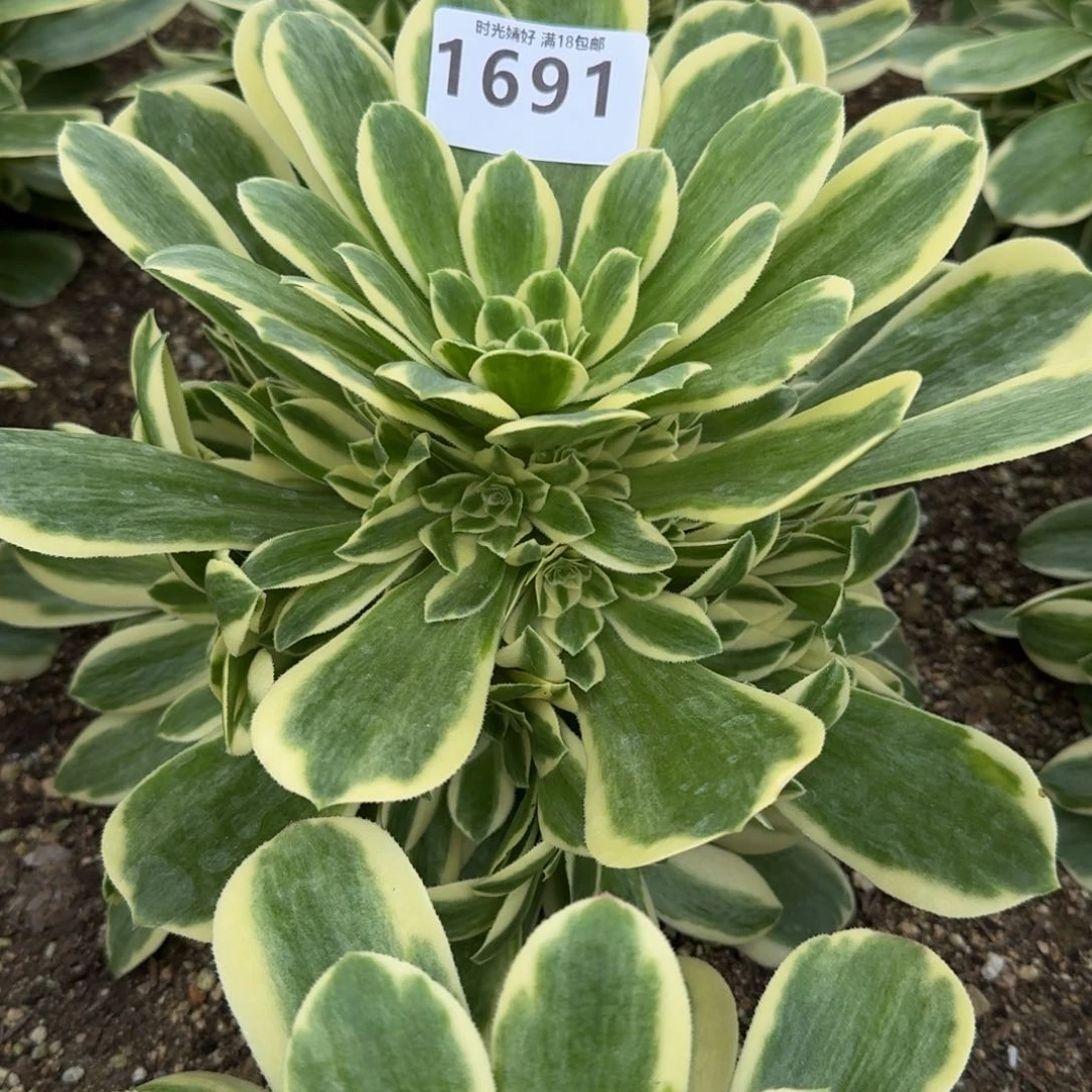 1691冷月多肉植物