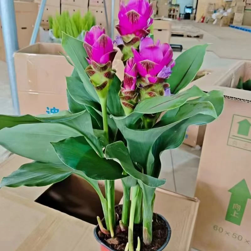 带花苞姜荷花鲜花盆栽室内外阳台庭院 好养易活带花发货