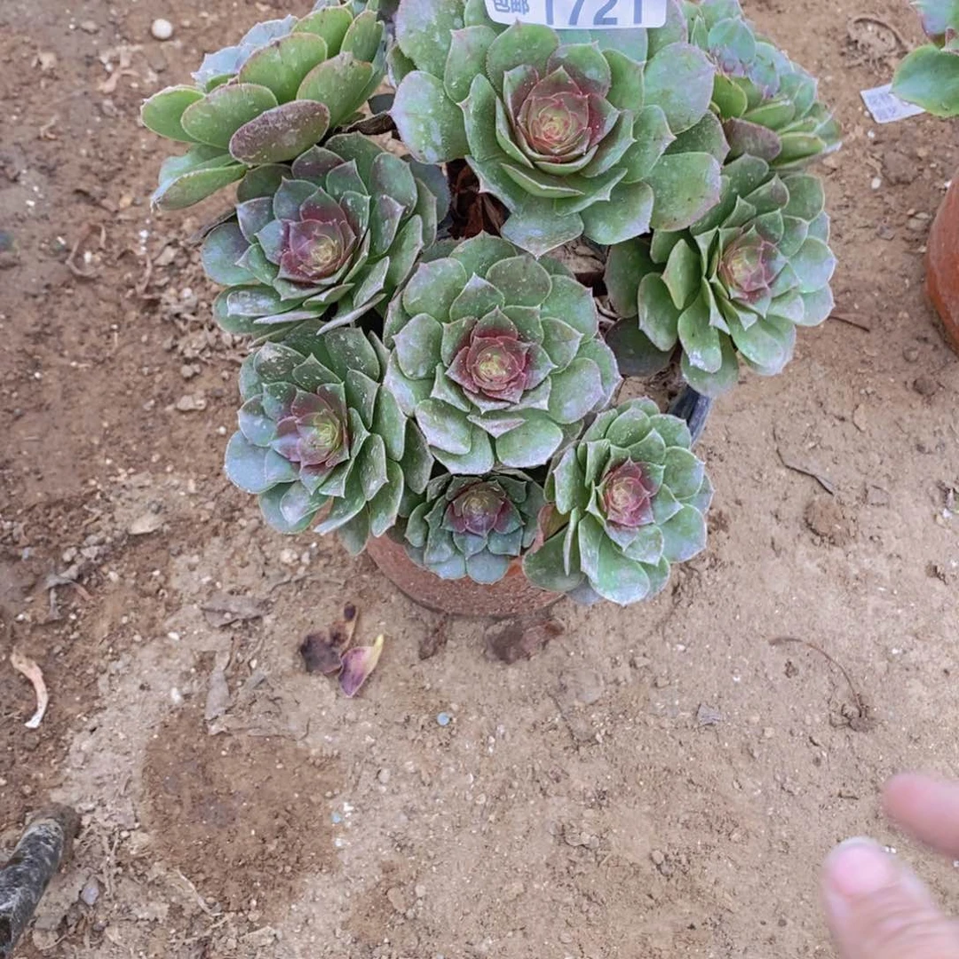 1721 号一物一拍多肉植物