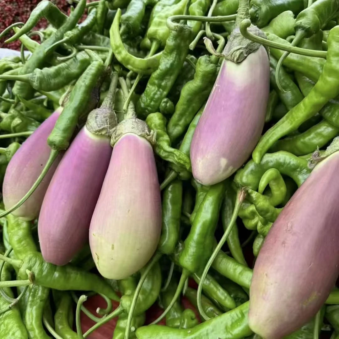 贵州本地农家自种新辣椒青辣椒小辣椒青椒新鲜新茄子