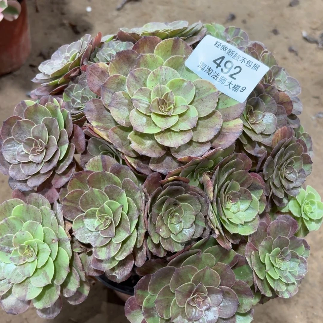492花月夜多肉植物法师