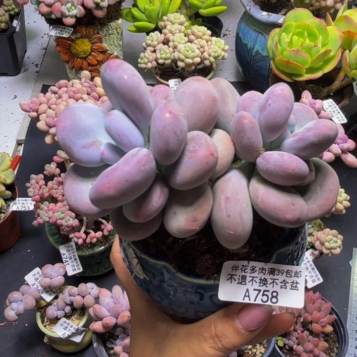 黄金大叶奶酪758/10cm