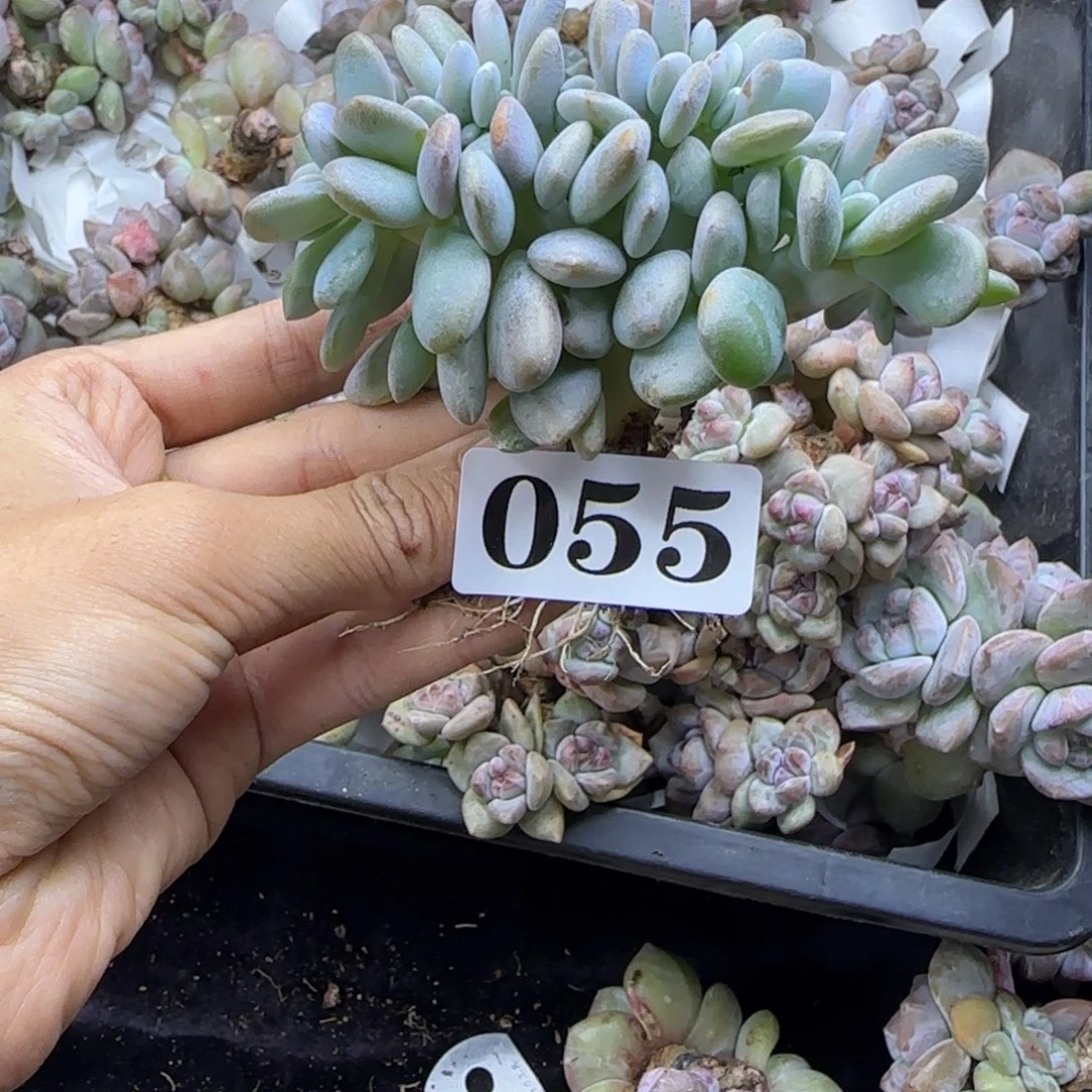 粉兔缀化一物一拍055